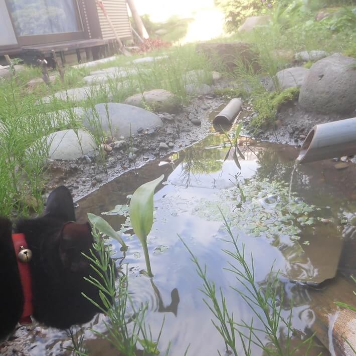 ベントナイトで庭池を作って1年 これから検討する方に読んで欲しいこと リベンジdiy